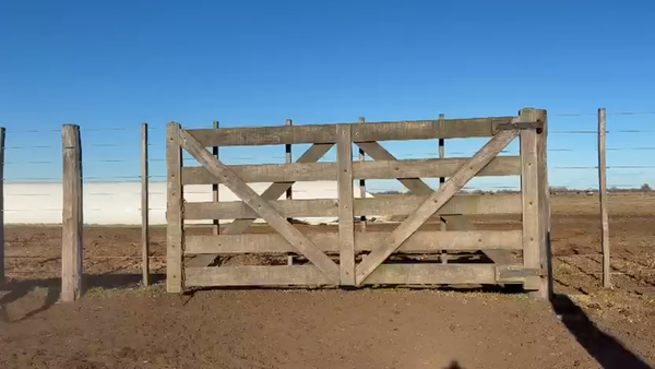 Lote 75 Terneras en Saladillo, Buenos Aires