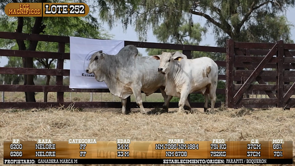 Lote LOTE 252 - VIVO
