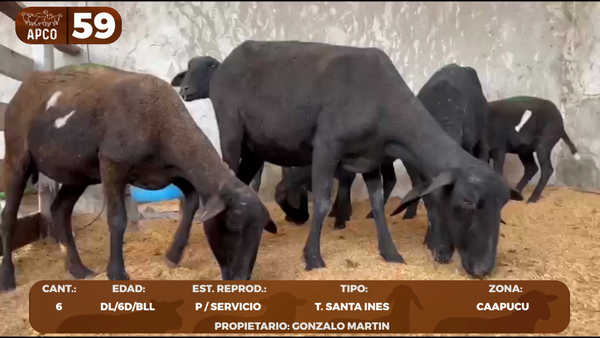 Lote LOTE 59 -POR PANTALLA