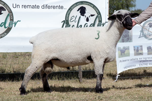 Lote OVINO HAMPSHIRE D. MACHO PP