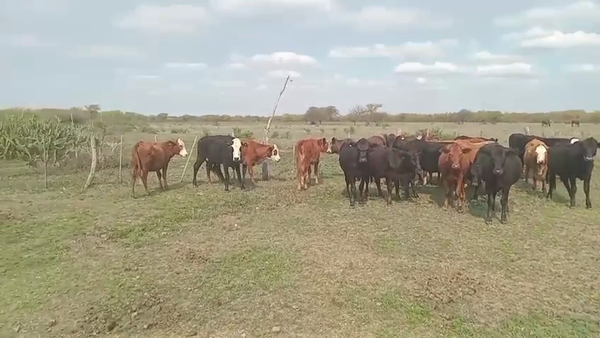 Lote 20 Vaquillonas Braford, Brangus Negro y Colorado en Ceres, Santa Fe