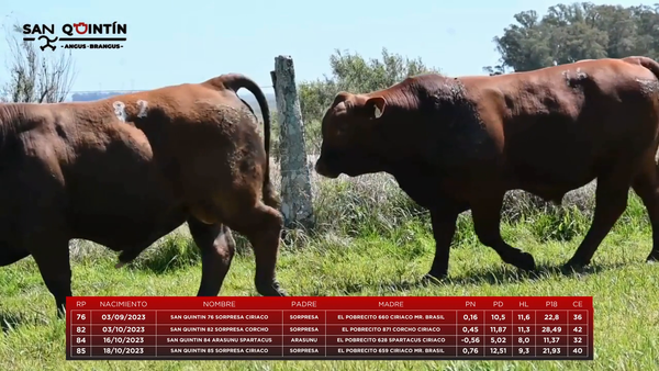 Lote Lote 1 - San Quintin