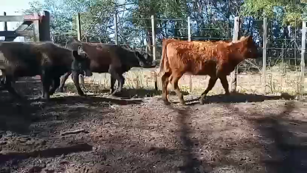 Lote 45 Terneros/as