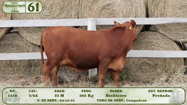 Lote LOTE 61