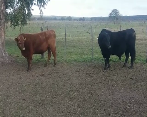 Lote 2 Toros AA 650kg -  en SANCHEZ GRANDE