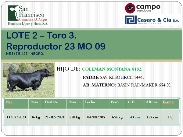 Lote TOROS ANGUS PC. San Francisco