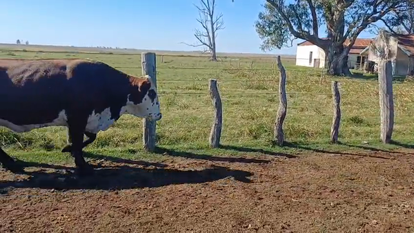 Lote 33 Vaca Consumo en Corrientes, Curuzú-Cuatiá