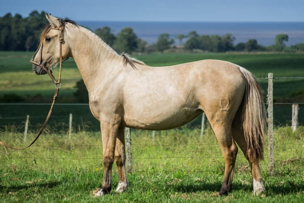 Lote CONSTANCIA TENAZA 1792