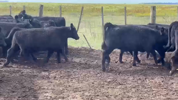 Lote 61 Terneras en Dolores, Buenos Aires