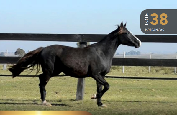 Lote Aquerenciada Mandala