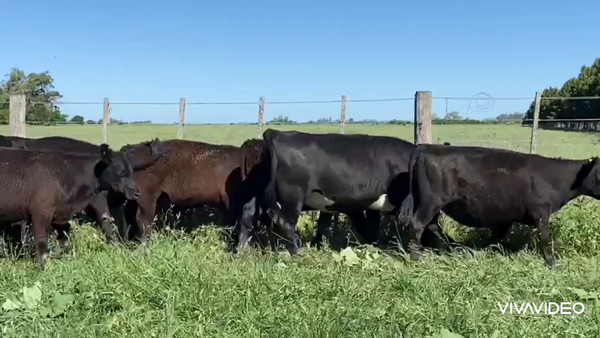 Lote 59 Terneros/as en Magdalena, Buenos Aires