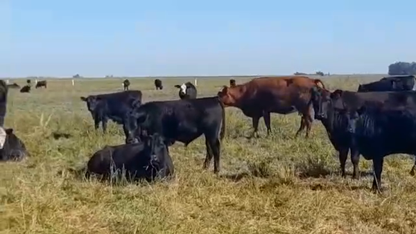 Lote 75 Terneros A TÉRMINO en Pehuajó