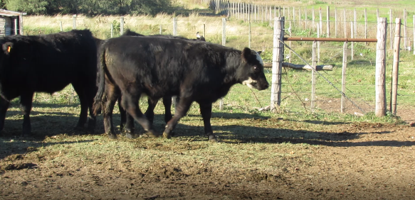Lote 26 Terneros en Colonia