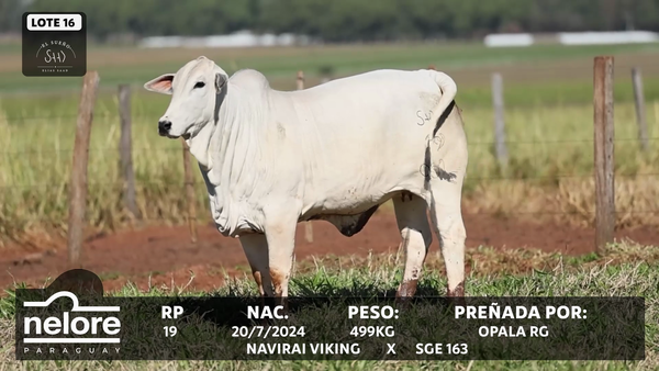 Lote LOTE 16