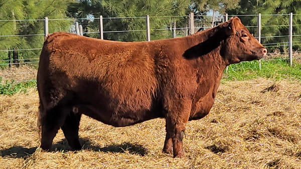 Lote HEMBRAS