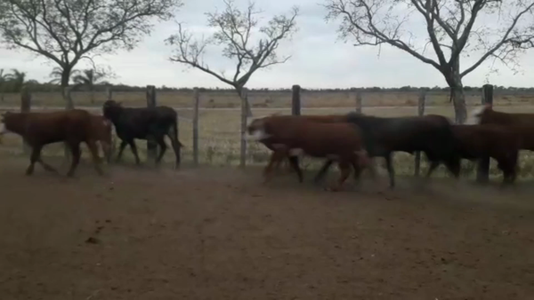 Lote 110 Terneros en Clorinda, Formosa