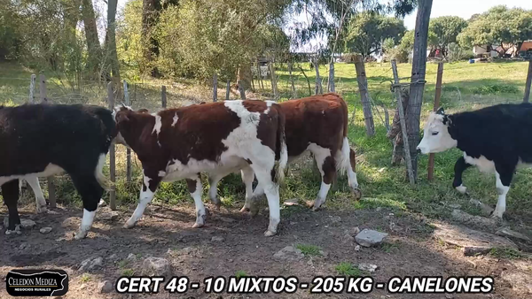 Lote 10 Terneros y Terneras en Canelones