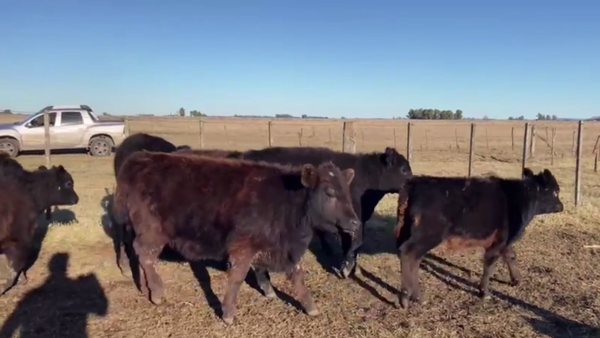 Lote 50 TERNS. MACHOS Y HEMBRAS, TANDIL, BS. AS.