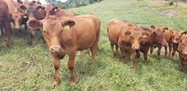 Lote 60 Novillo Engorda en Futrono, XIV Región Los Ríos