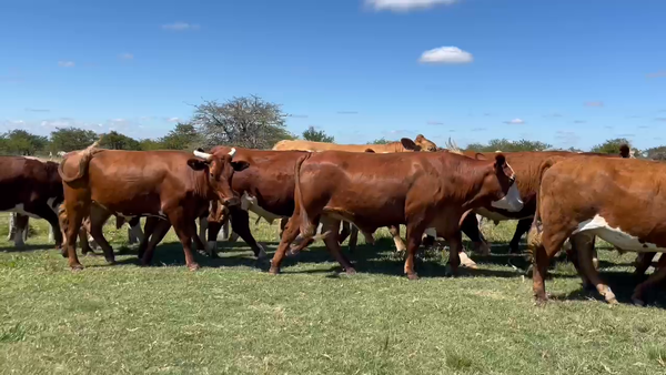 Lote 37 Novillo Consumo