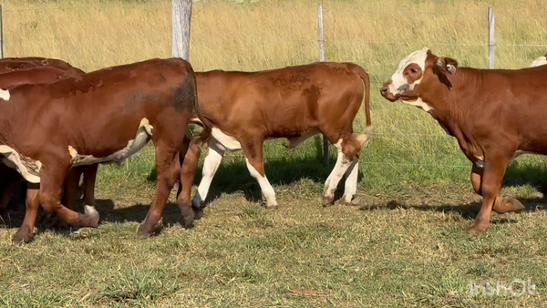 Lote 75 Terneros en Corrientes, Mercedes