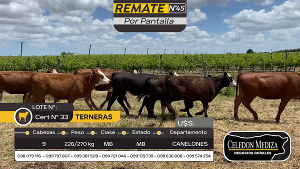 Lote 9 Terneras en Parador Tajes, Canelones