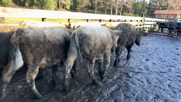 Lote 35 Ternero en Puyehue, X Región Los Lagos