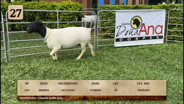 Lote LOTE 27