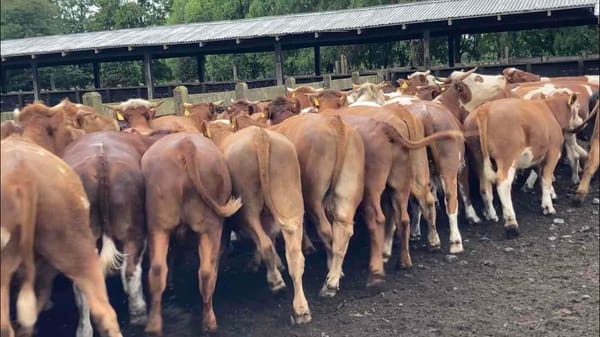 Lote 50 Novillo Engorda en  Río Bueno, XIV Región Los Ríos