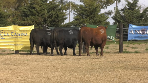 Lote TOROS ANGUS PUROS CONTROLADOS