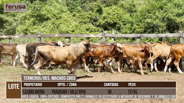 Lote LOTE 10