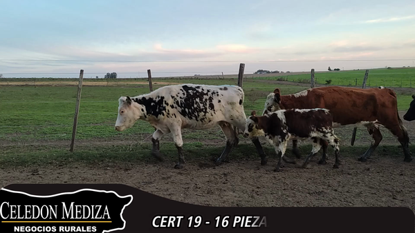 Lote 16 Piezas de cría en Colonia