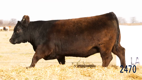 Lote Vaquillona