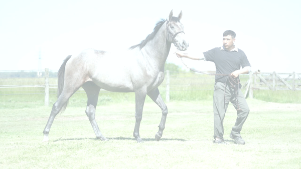 Lote FILOSO NIK (NICODEMUS -  FILIS PARADE)