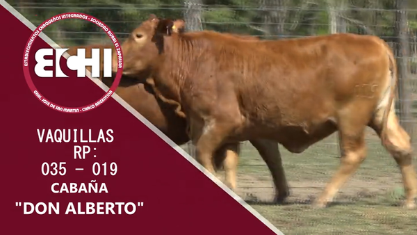 Lote VAQUILLAS PREÑADAS BRANGUS CABAÑA DON ALBERTO