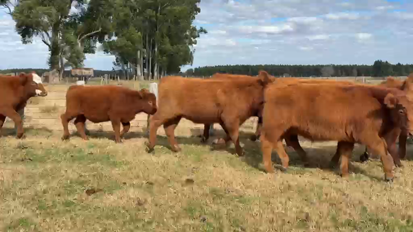 Lote 75 Terneros