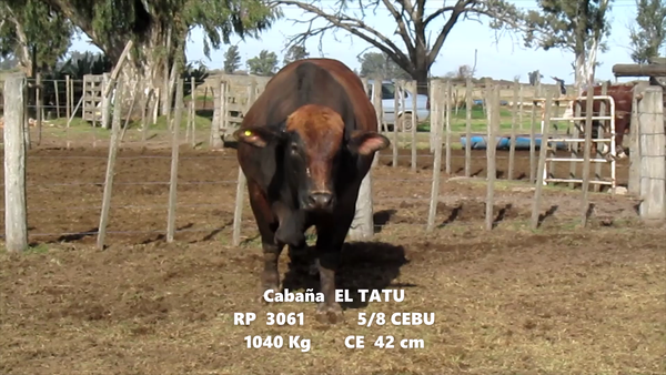 Lote TORO BRAFORD CABAÑA EL TATU