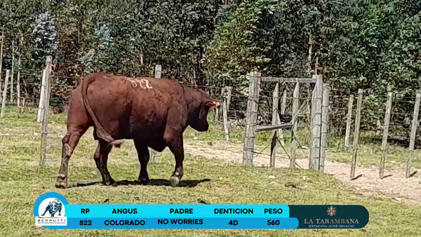Lote Toros Angus 560kg - , Rocha