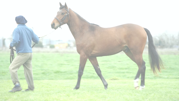 Lote ALEGRE NIK (NICODEMUS -  STAY HAPPY)