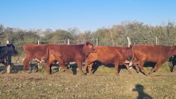 Lote 60 Novillitos en Corrientes, Curuzú-Cuatiá