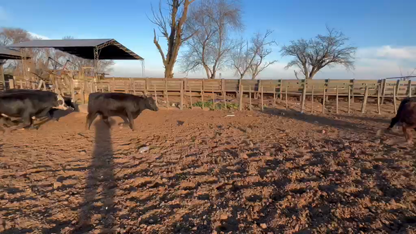 Lote 38 Vaquillonas en Villa huidobro