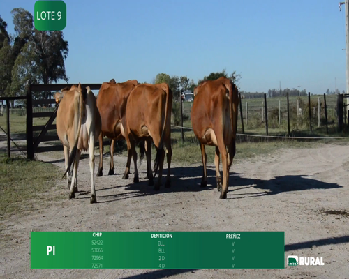 Lote VACAS  EN PRODUCCIÓN