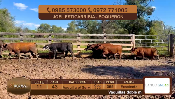 Lote Vaquillas para servicio