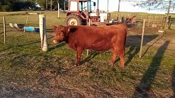 Lote Toros angus 430kg -  en costas de mauricio