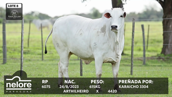 Lote LOTE 8