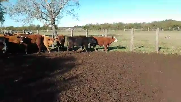 Lote 100 Terneros/as en Sauce, Corrientes