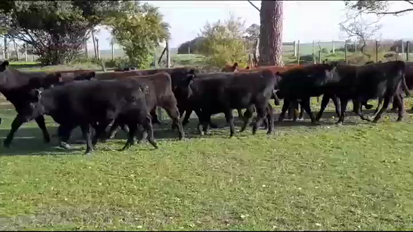 Lote (Vendido)16 Terneras ANGUS 230kg -  en CAÑADA NIETO