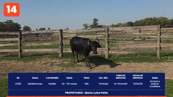 Lote LOTE 14