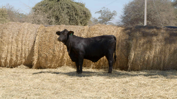 Lote HEMBRAS Remate Nucleo Genbra