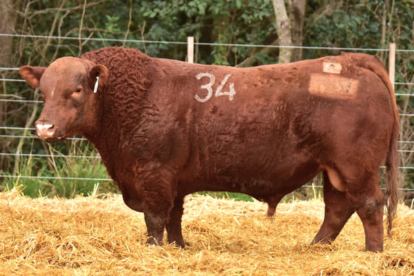 45456 — TOROS ANGUS PC